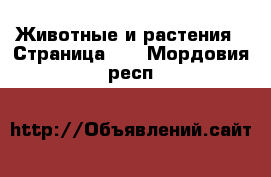  Животные и растения - Страница 19 . Мордовия респ.